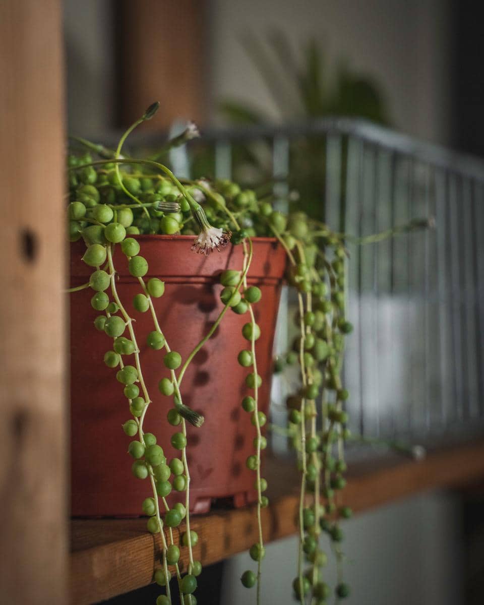 ilustrasi string of pearls