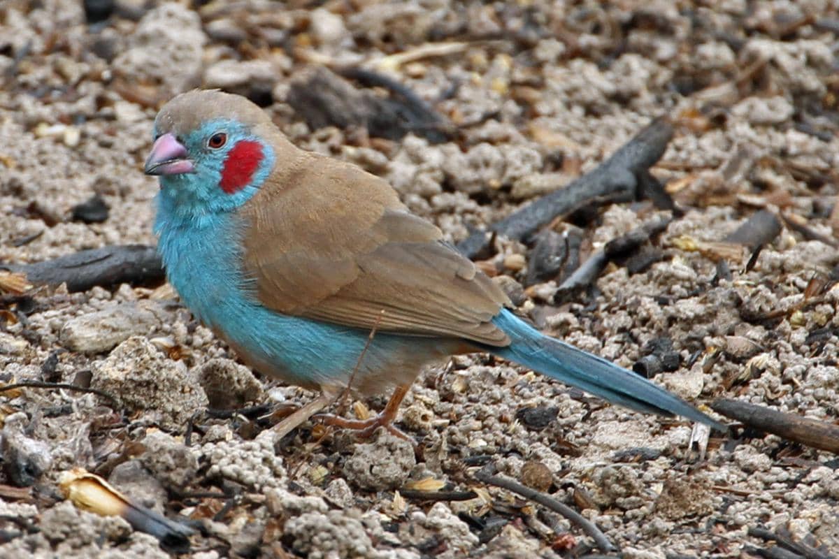 Burung red-cheeked cordonbleu jantan