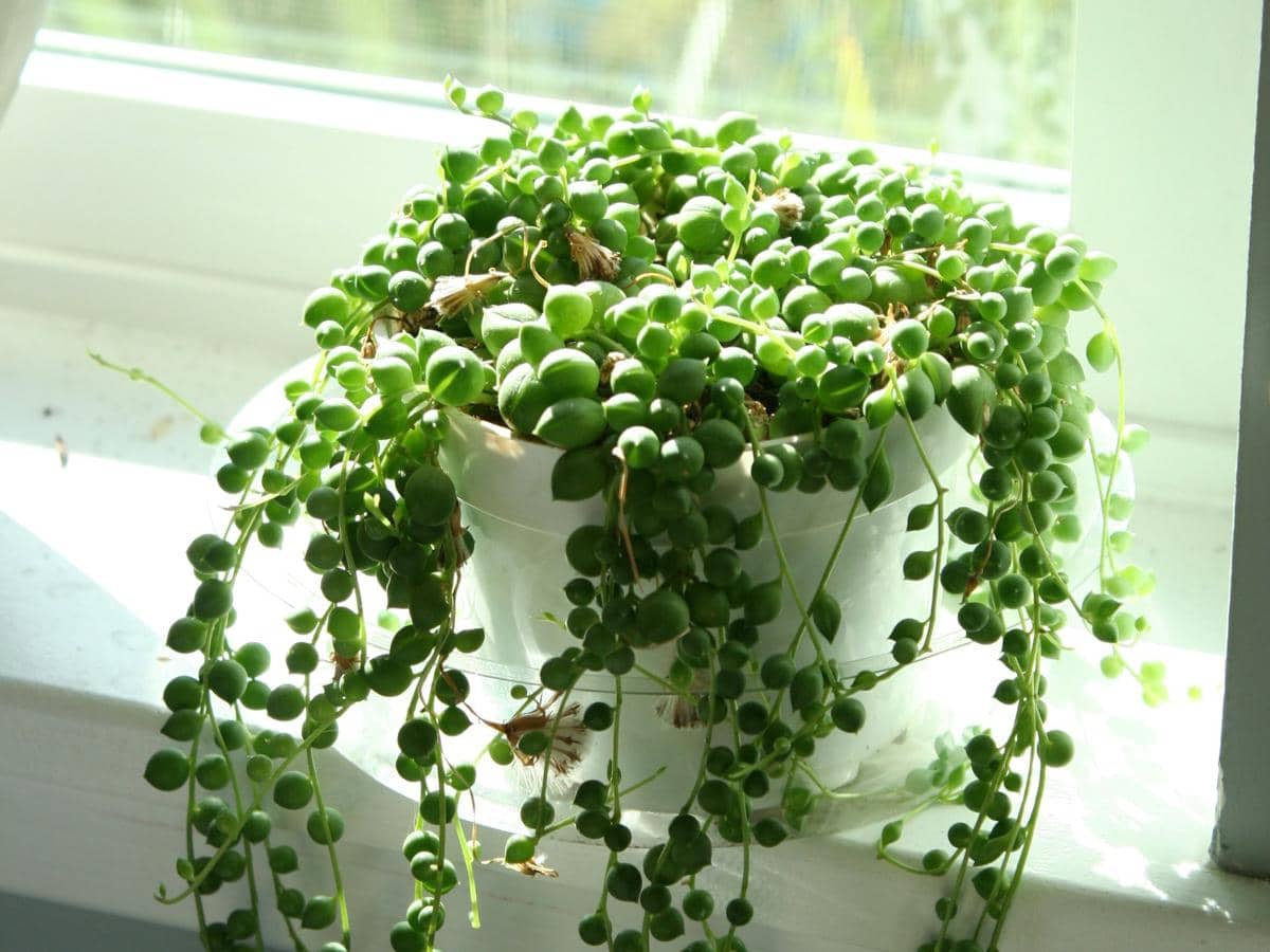 ilustrasi string of pearls
