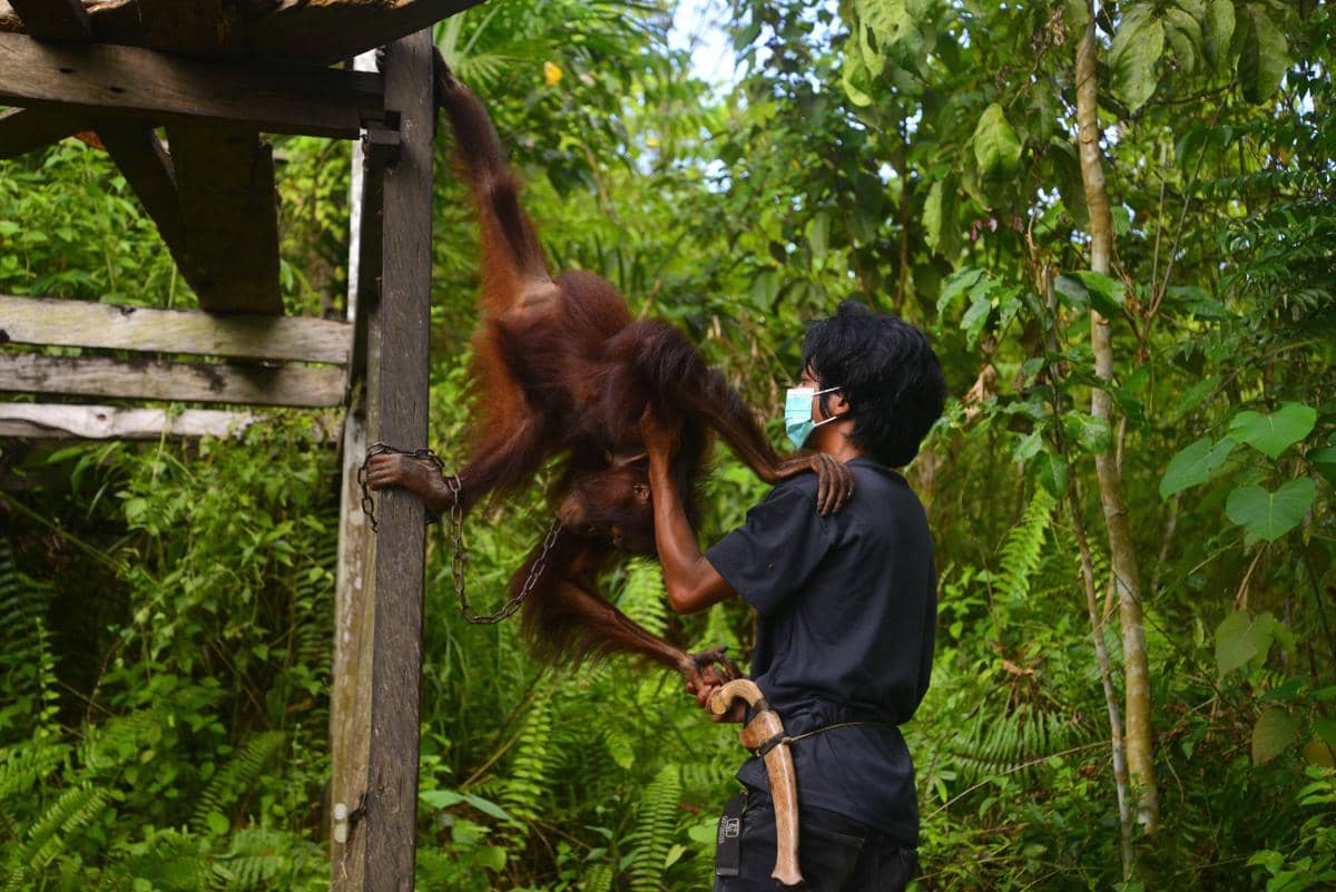 Kisah Bagus, Eboni, dan Ruby: Kini Kembali ke Habitat Alam Liar