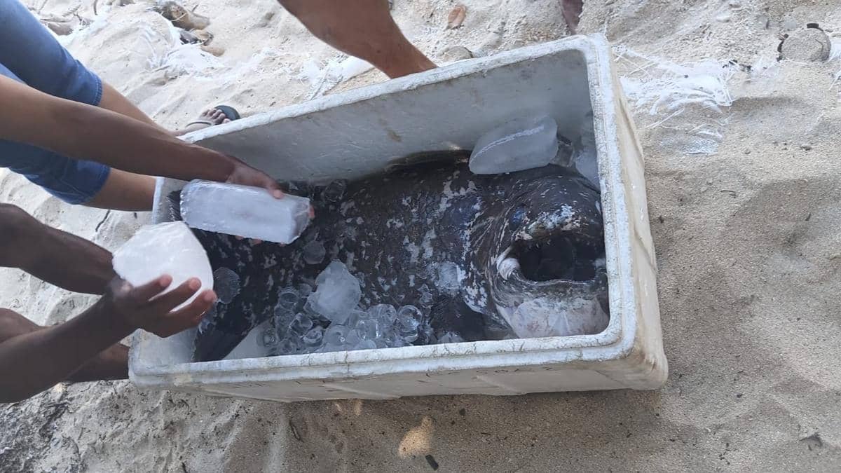 Ikan Coelacanth berukuran besar disimpan dalam kotak pendingin berisi es di tepi pantai Pulau Siladen, Sulawesi Utara.