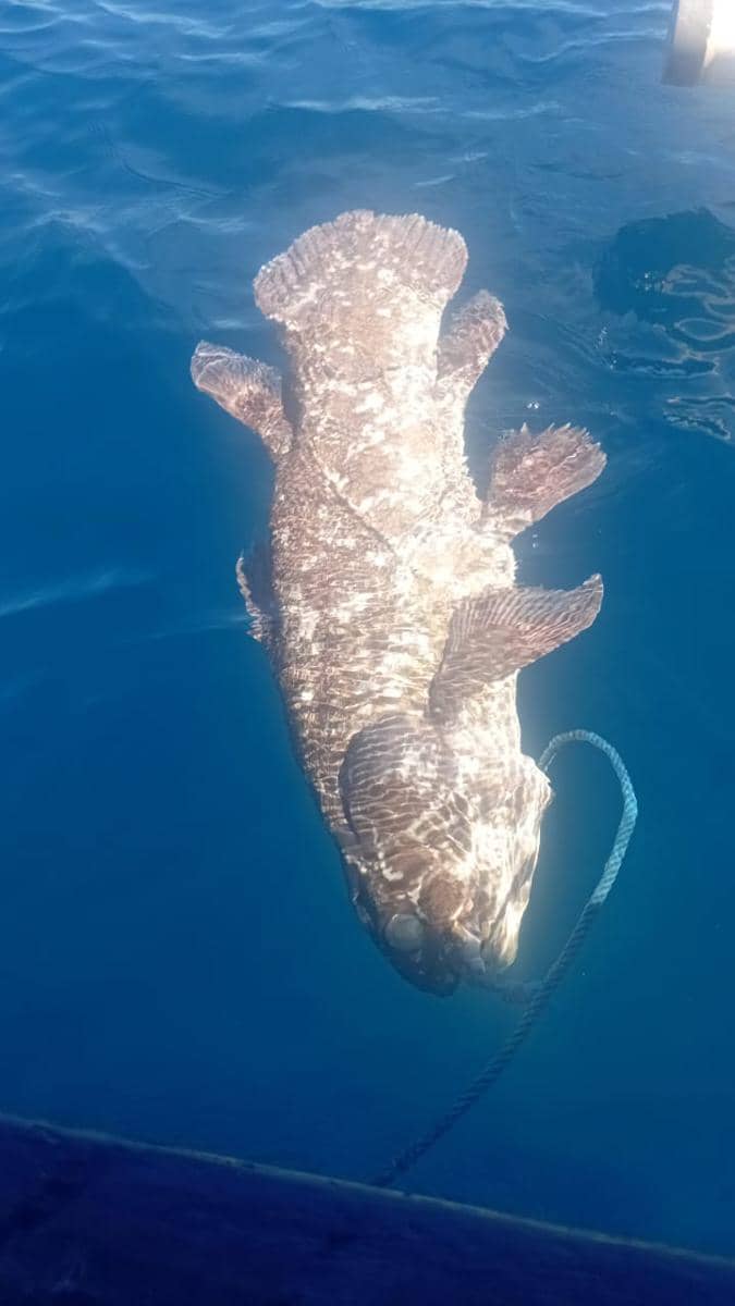 Seekor ikan Coelacanth berwarna cokelat keabu-abuan terlihat mati tersangkut pada kail pancing di perairan Pulau Siladen, Sulawesi Utara.
