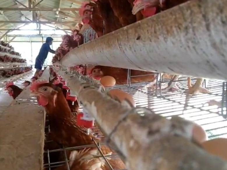Peternak di Lamtim Menjerit, Harga Telur Anjlok tapi Pakan Melonjak