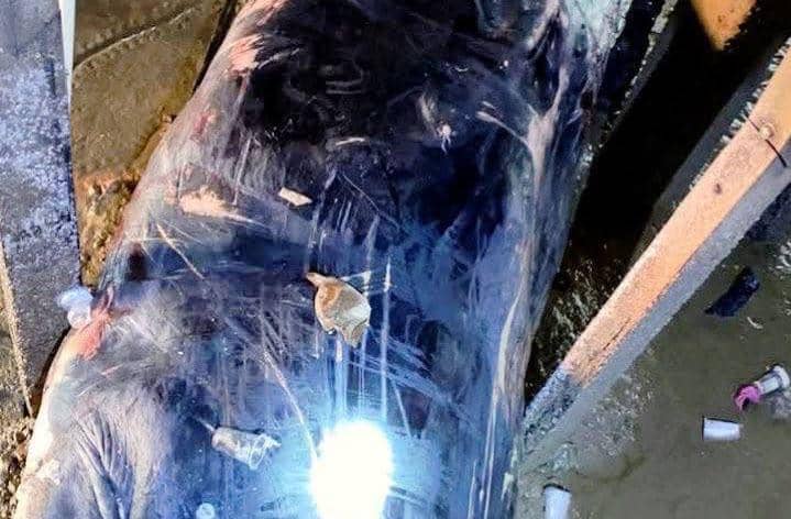 Paus Panjang 12 Meter Mati Terjebak di Bawah Rumah Warga Banyuasin