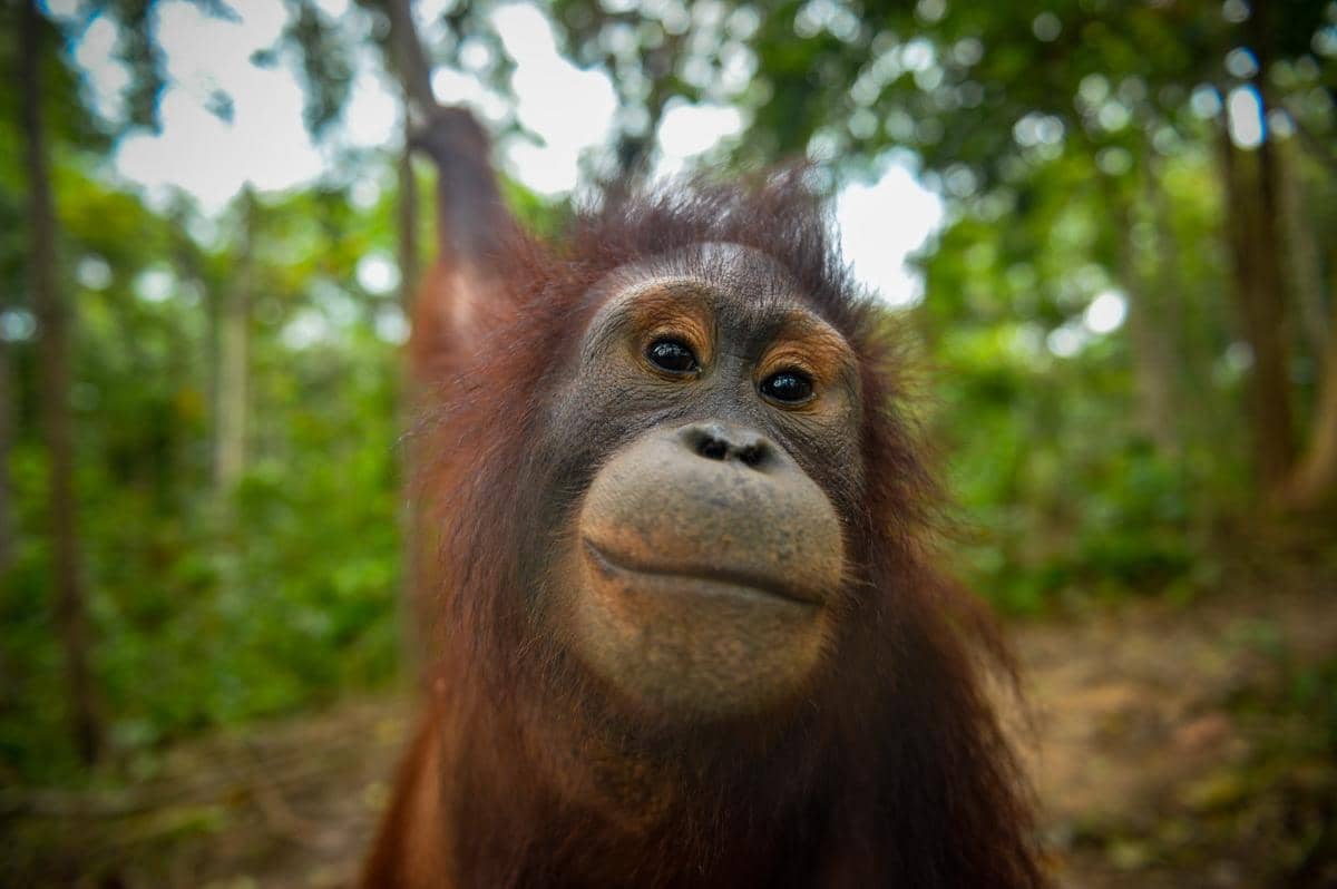 Orangutan