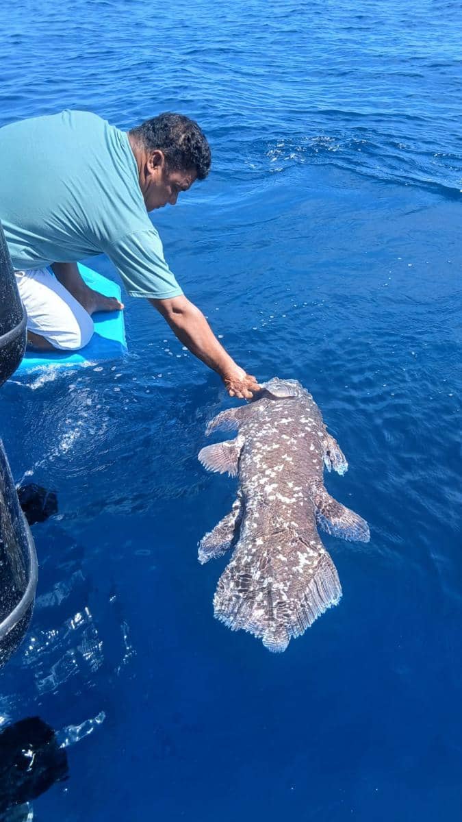 Seorang nelayan di atas perahu menyentuh ikan Coelacanth besar di perairan biru Pulau Siladen, Minahasa Utara, Sulawesi Utara.