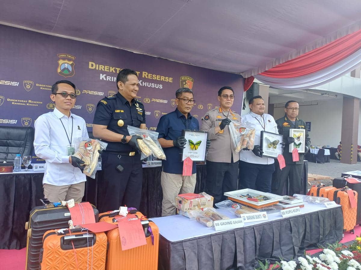 Bandara Juanda Jadi Jalur Penyelundupan Gading hingga Kupu-kupu Langka