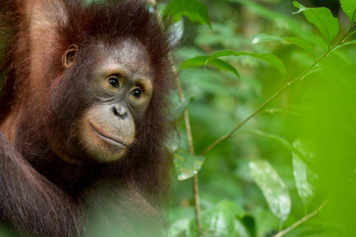 Cari Makan di Pinggir Jalan, Orang Utan Mondar-mandir di Poros Sangatta