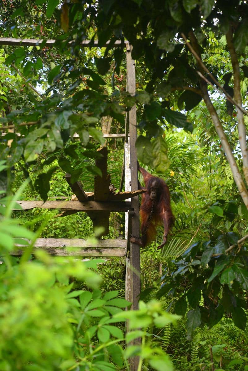 Orangutan