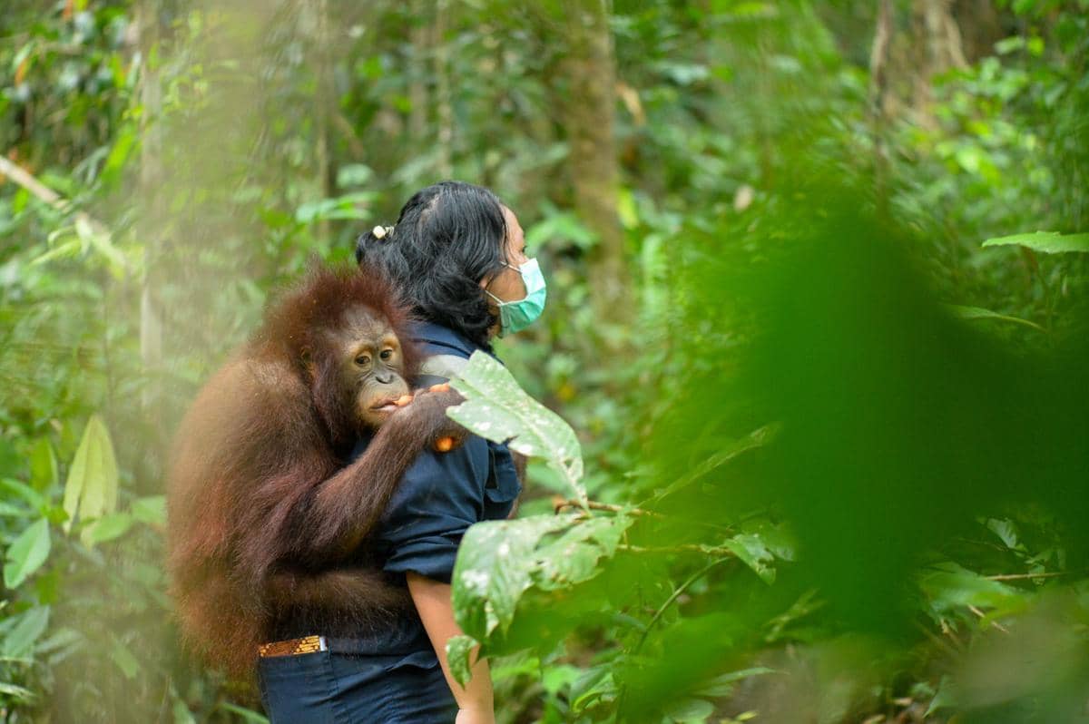 Orangutan