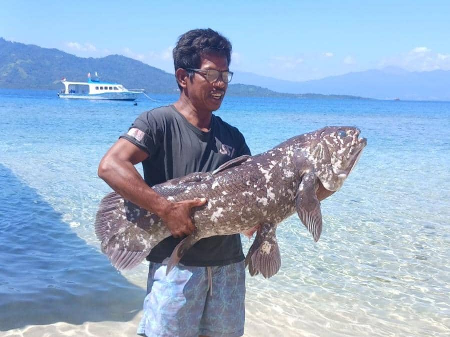 Nelayan Temukan Ikan Purba Coelacanth di Pulau Siladen Sulut