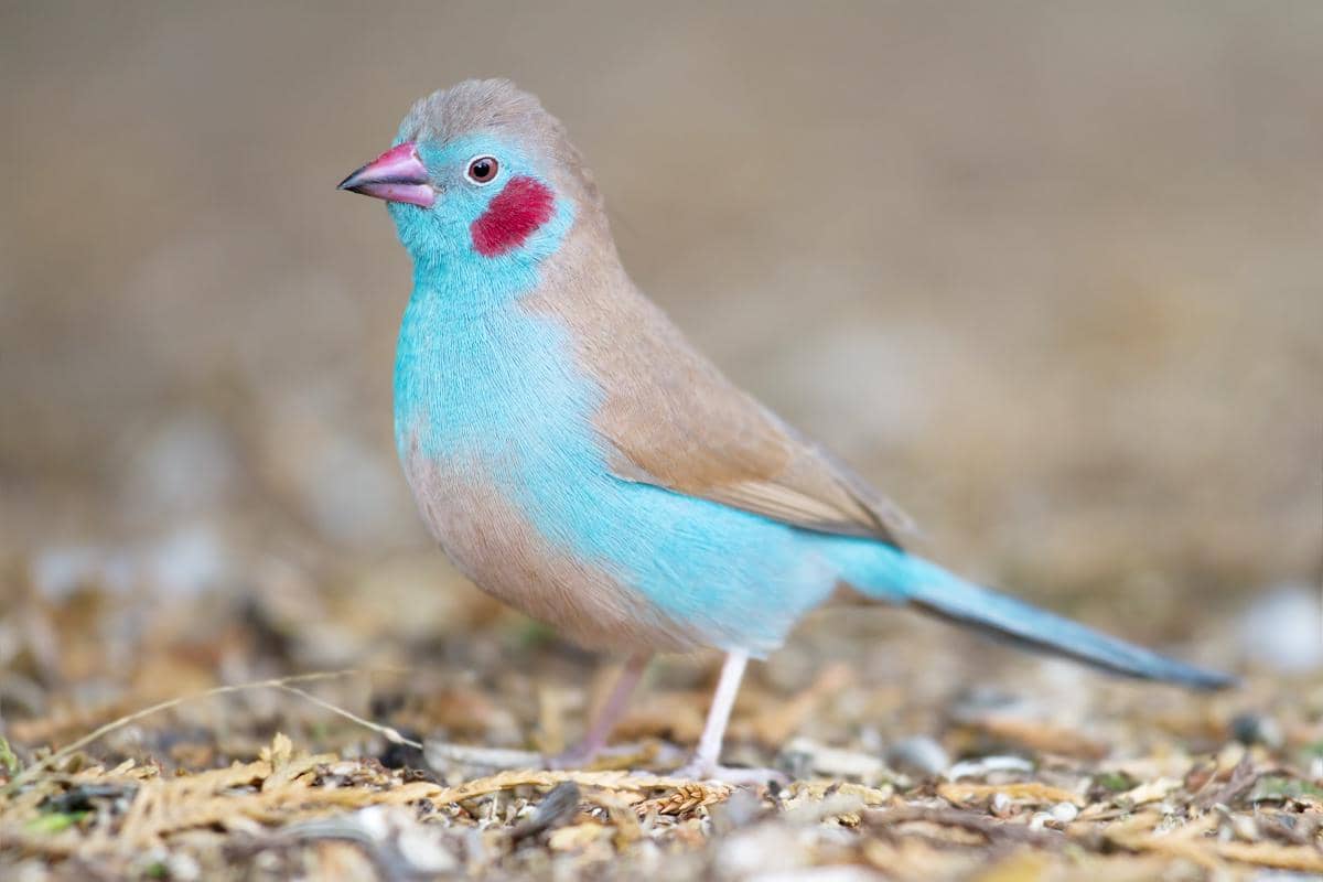 5 Fakta Red Cheeked Cordonbleu, Pipi Merahnya Punya Fungsi Penting!