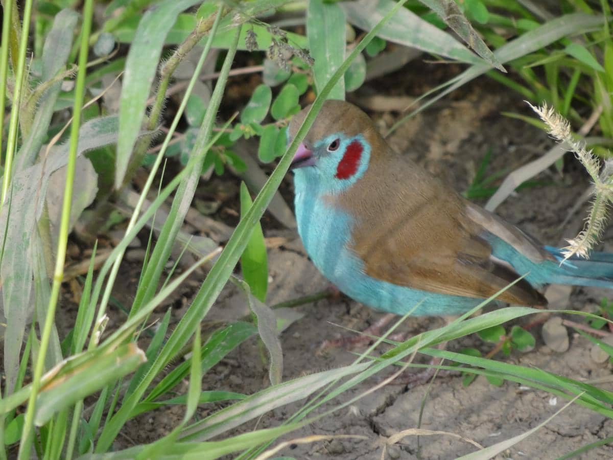 Burung red-cheeked cordonbleu jantan