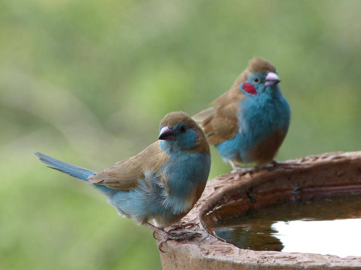 Burung red-cheeked cordonbleu jantan dan betina