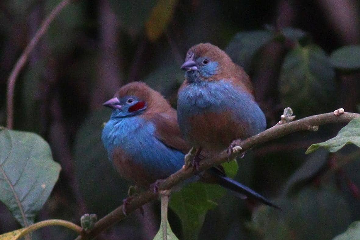 Burung red-cheeked cordonbleu jantan dan betina
