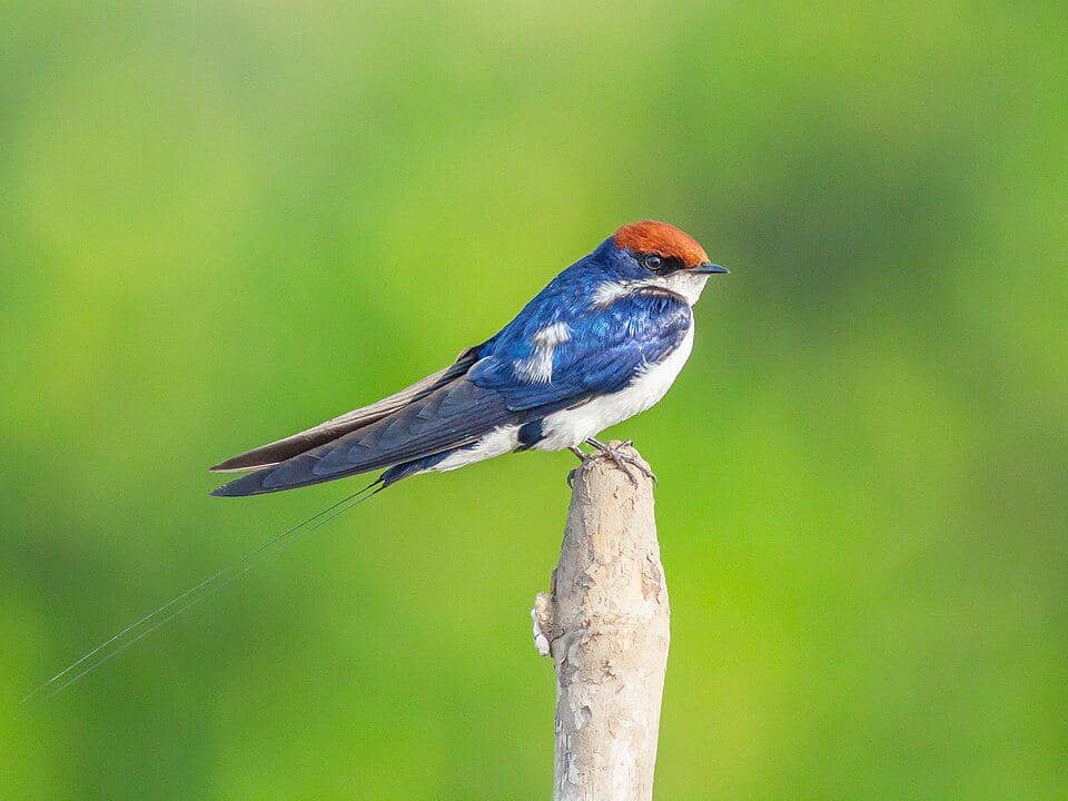 5 Fakta Wire Tailed Swallow, Burung Layang-Layang yang Mahir Berburu