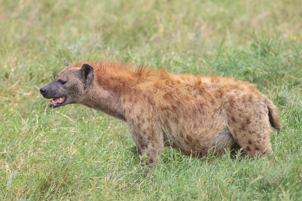 hyena tutul