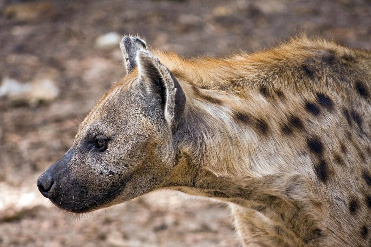 hyena tutul