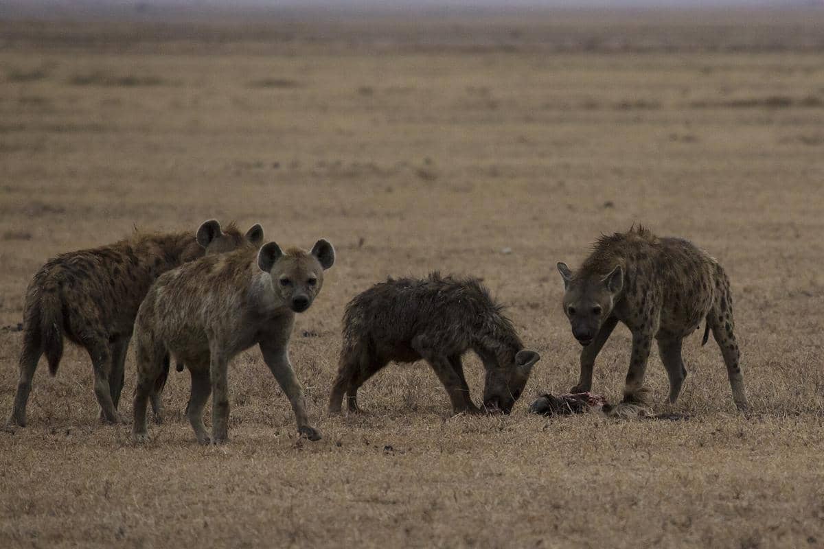 hyena tutul