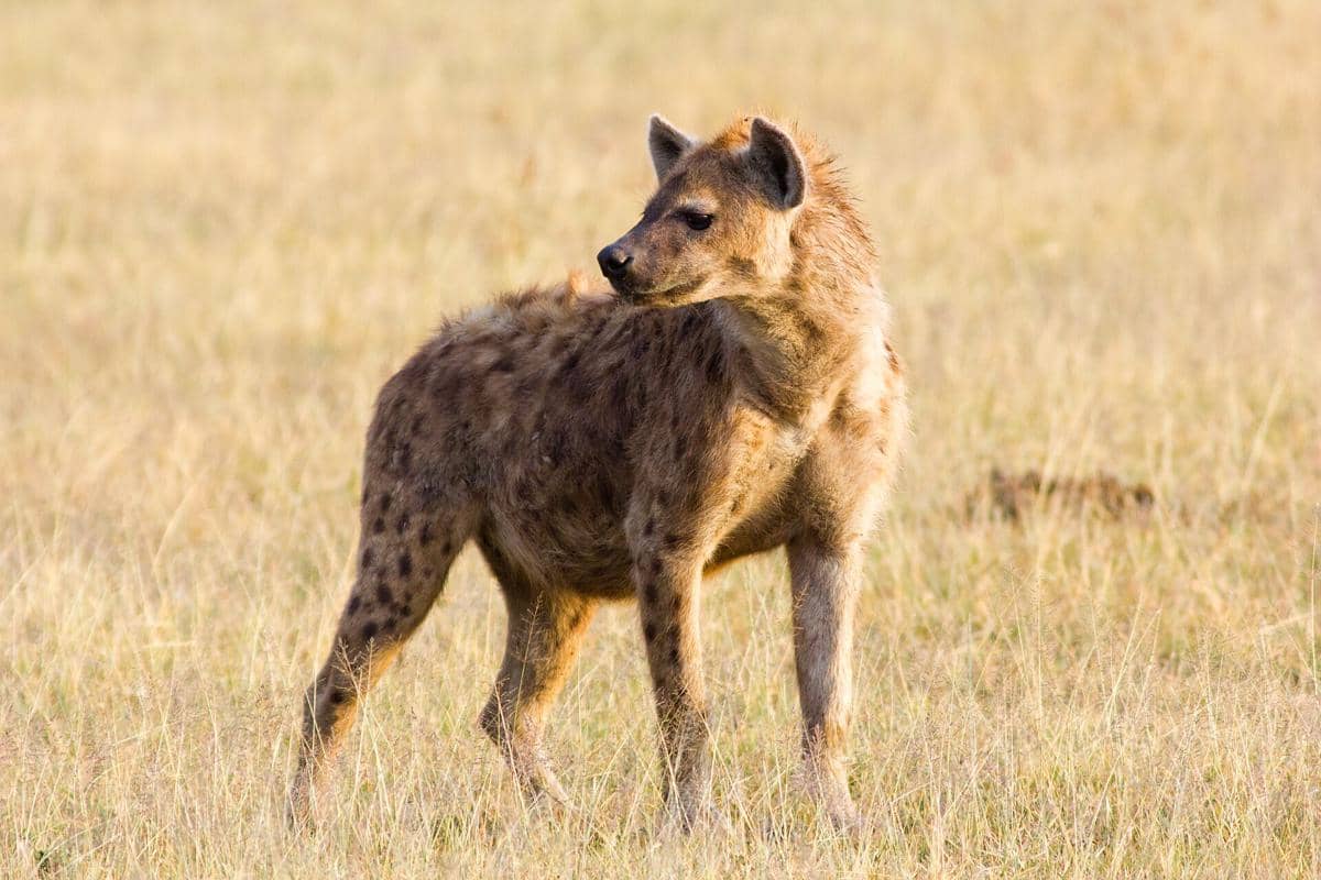 5 Fakta Hyena Tutul, Predator yang Gigitannya Mengalahkan Singa
