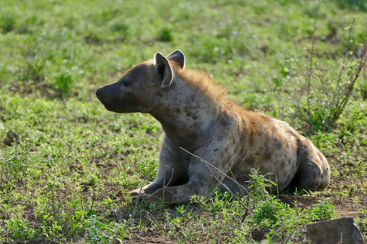 hyena tutul