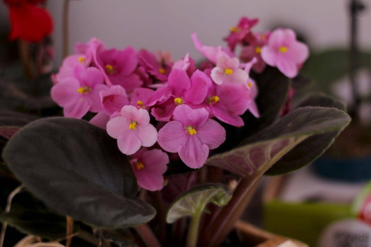 ilustrasi bunga african violet
