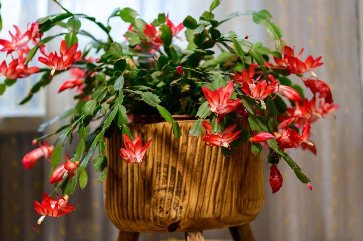 ilustrasi christmas cactus