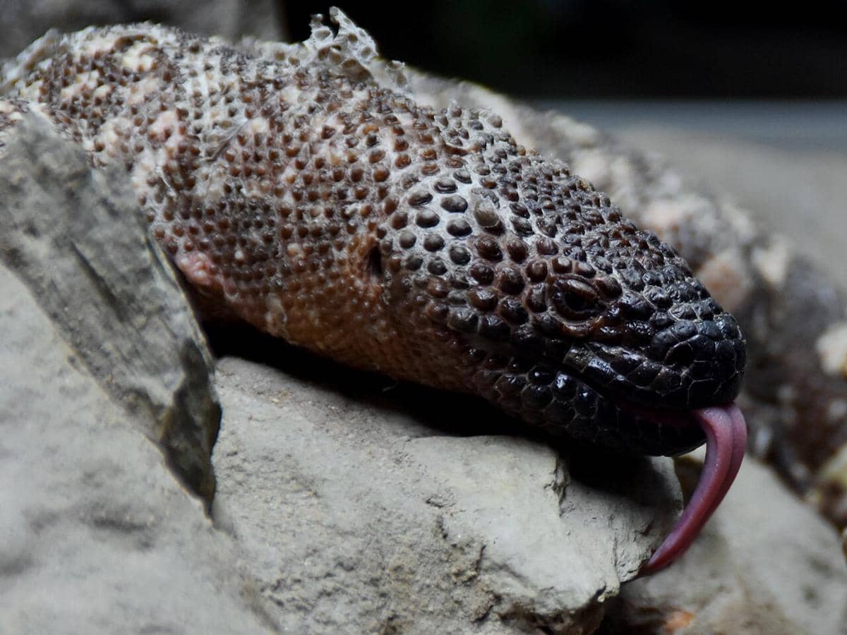 4 Fakta Unik Heloderma horridum, Monster Berbisa Penyelamat Jiwa