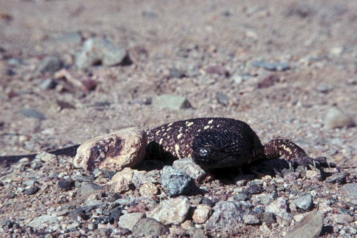 Heloderma horridum