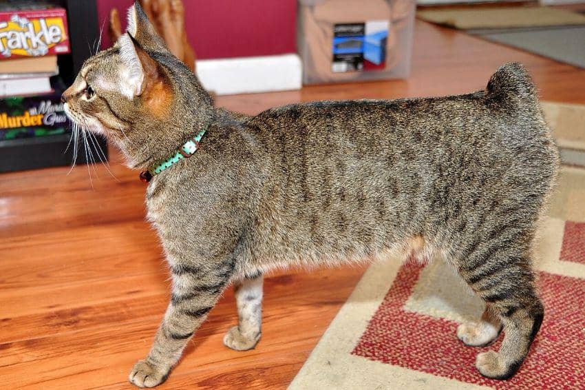 Kucing Manx jenis Rumpy-riser