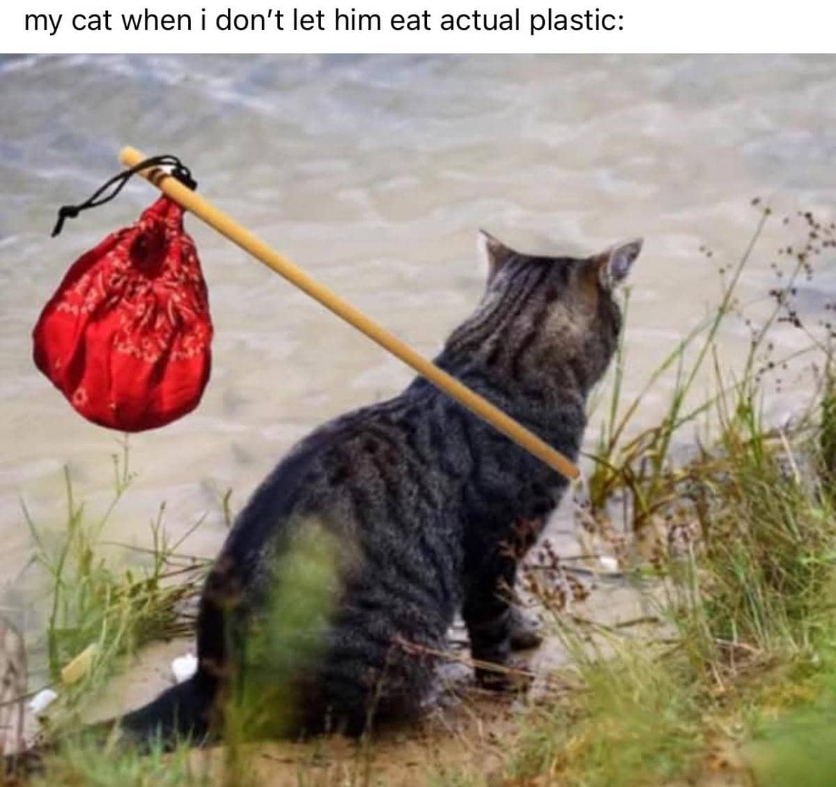 meme kucing dan plastik