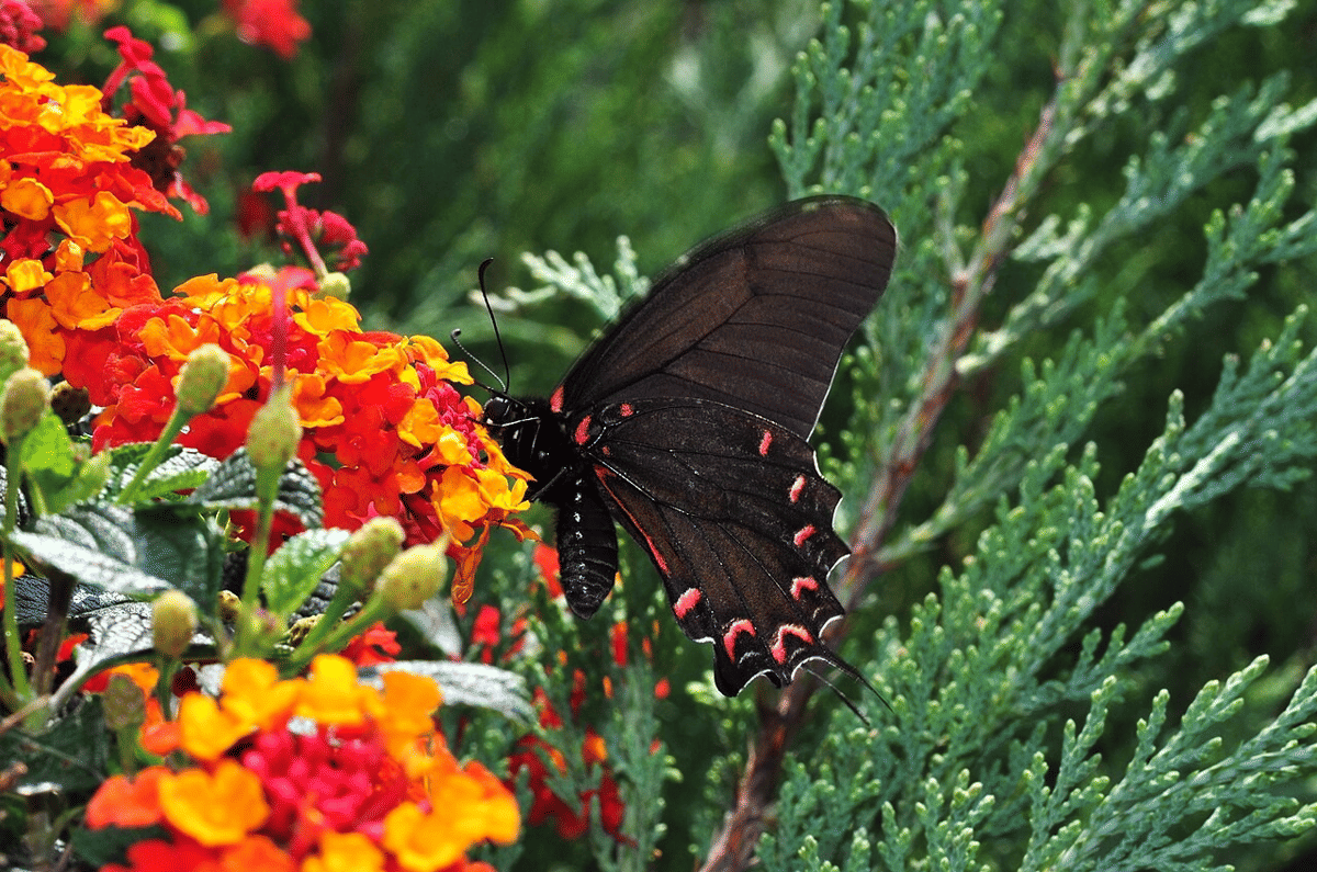 swallowtail tutul merah muda