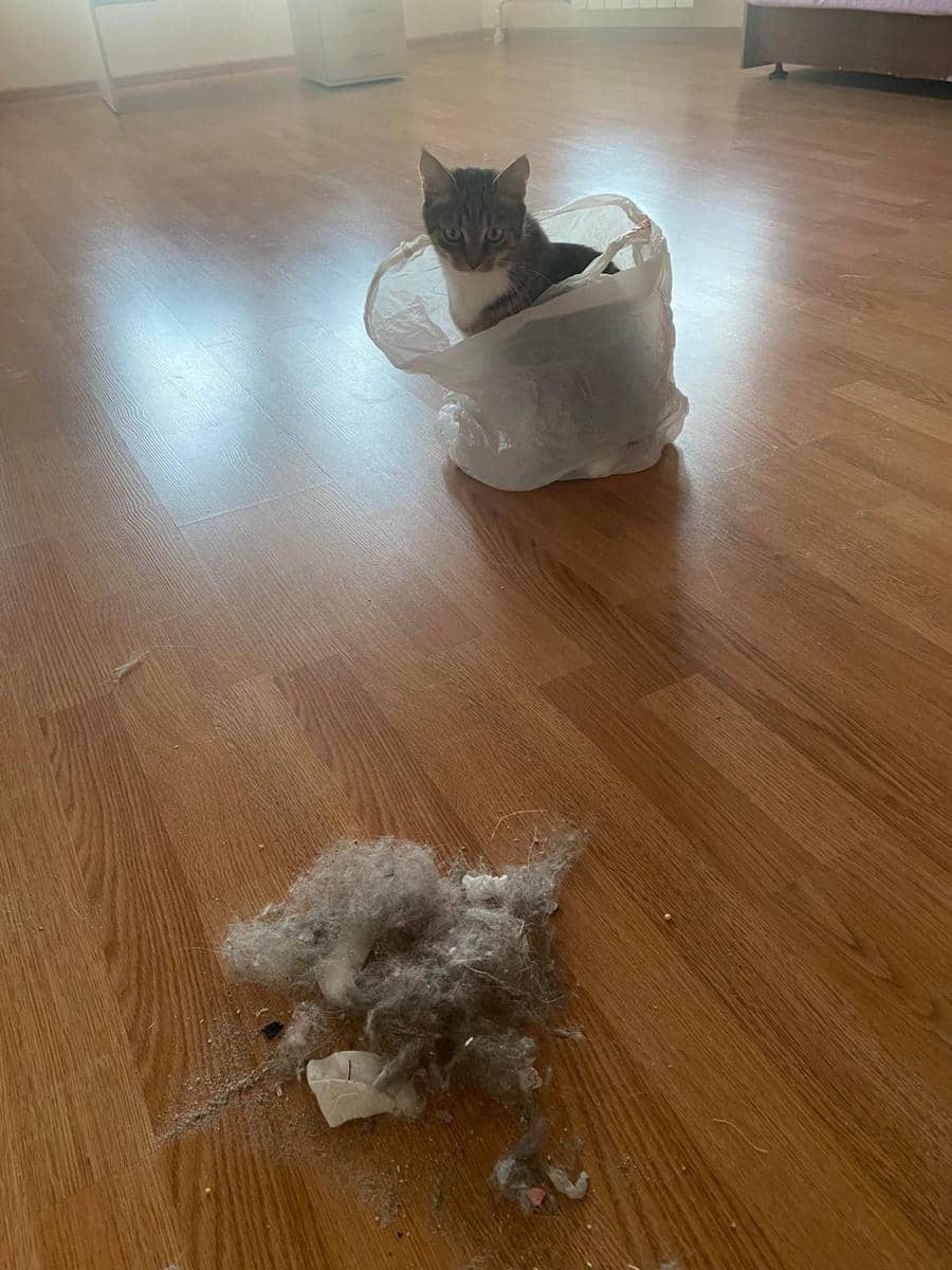 meme kucing dan plastik