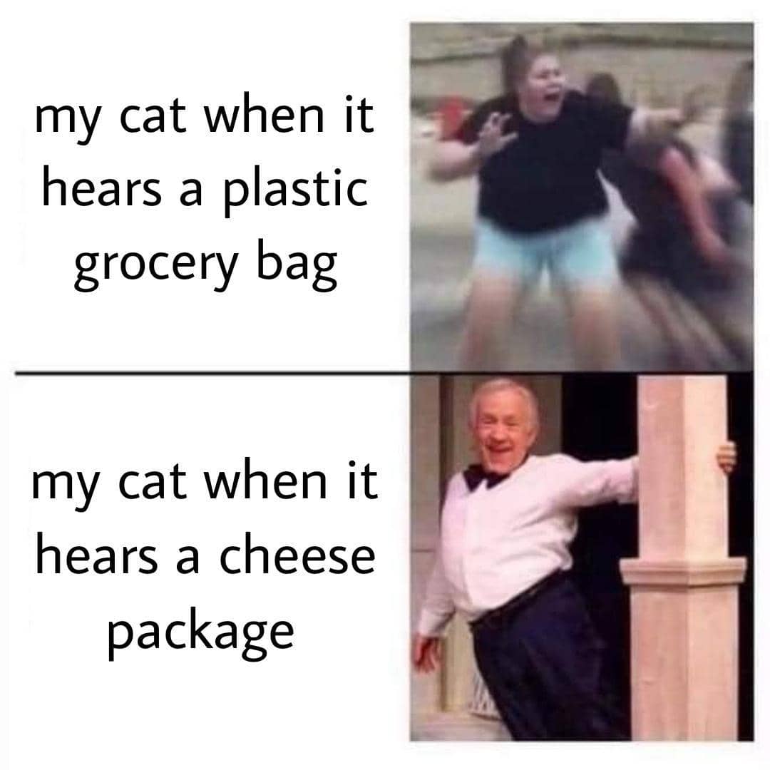 meme kucing dan plastik