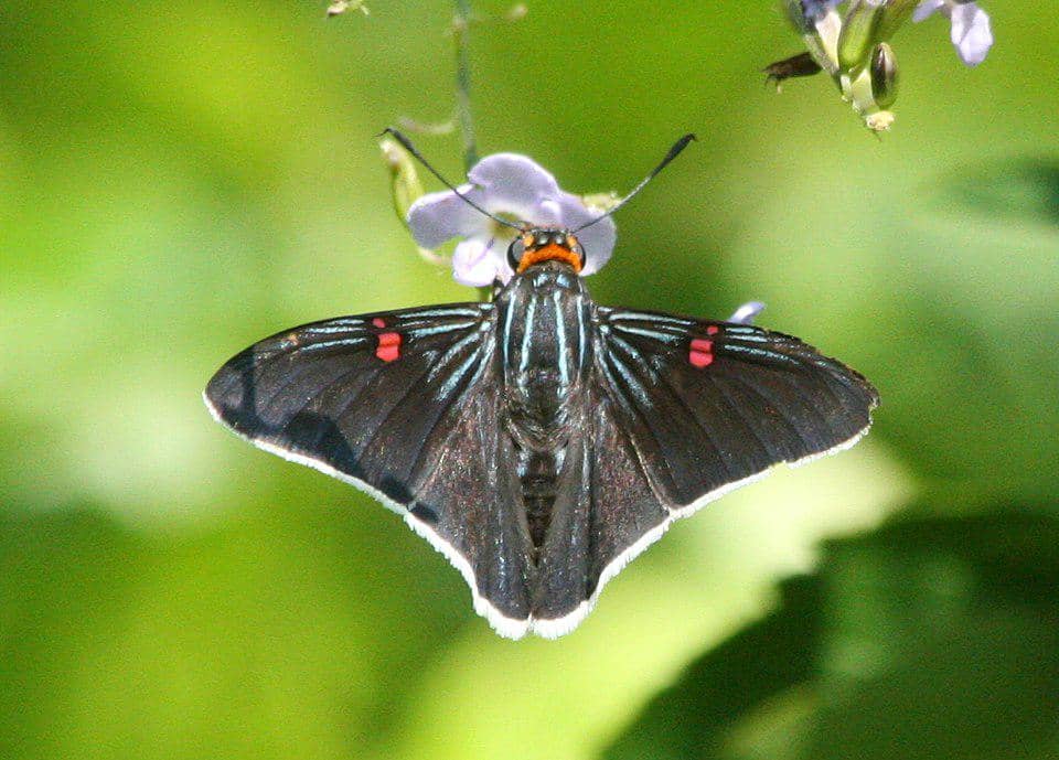 5 Fakta Southern Guava Skipper, Kupu-Kupu Hutan Pemakan Daun Jambu