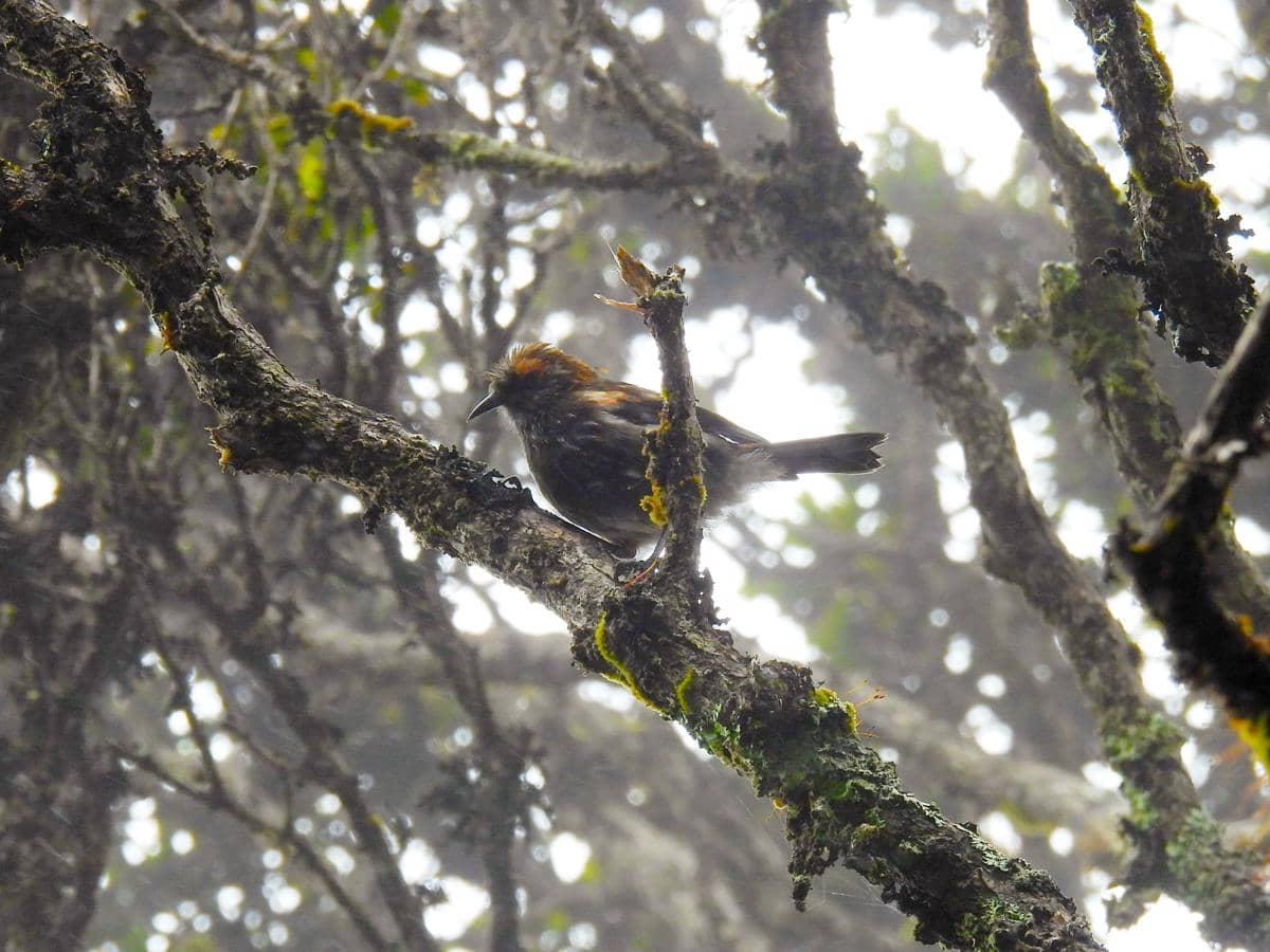Burung akohekohe