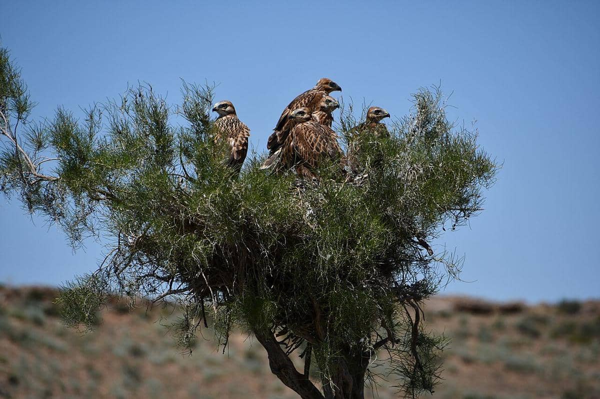 buzzard kaki panjang