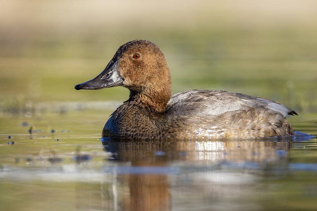 common pochard
