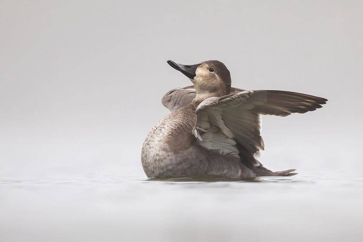 common pochard