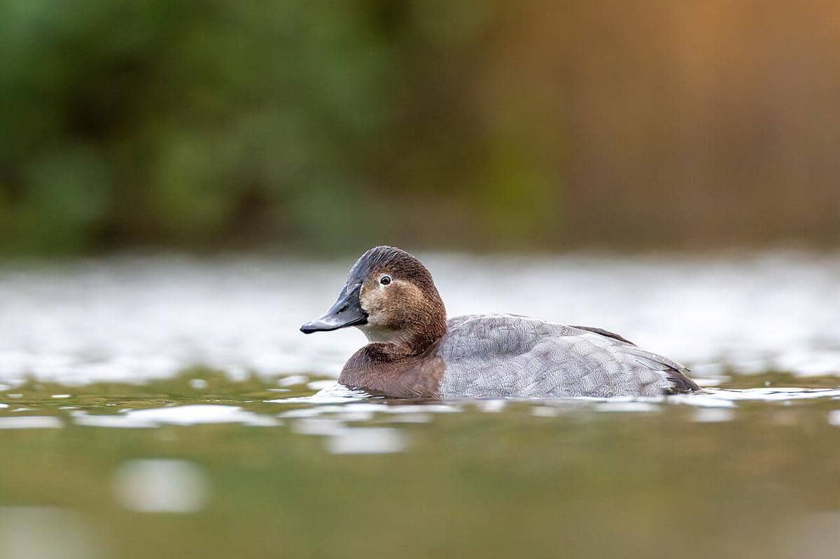 common pochard