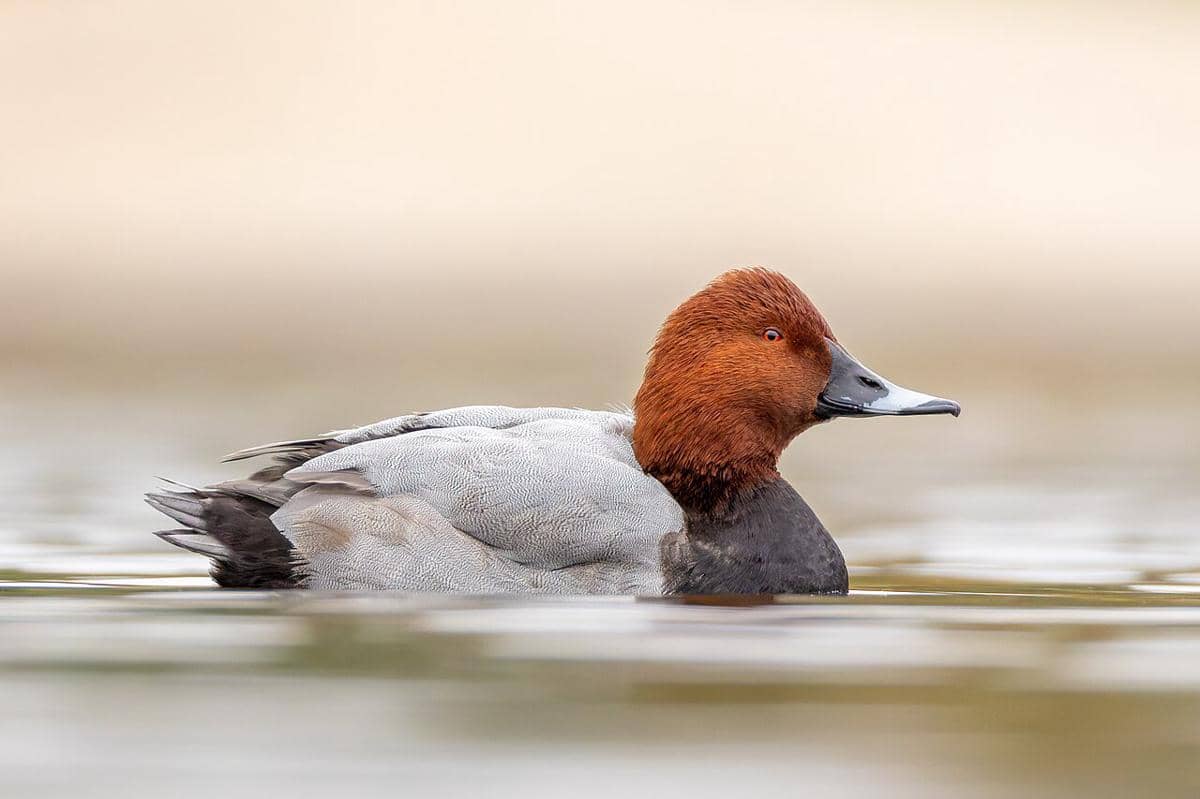 5 Fakta Unik Common Pochard, Bebek Gesit yang Ahli Menyelam