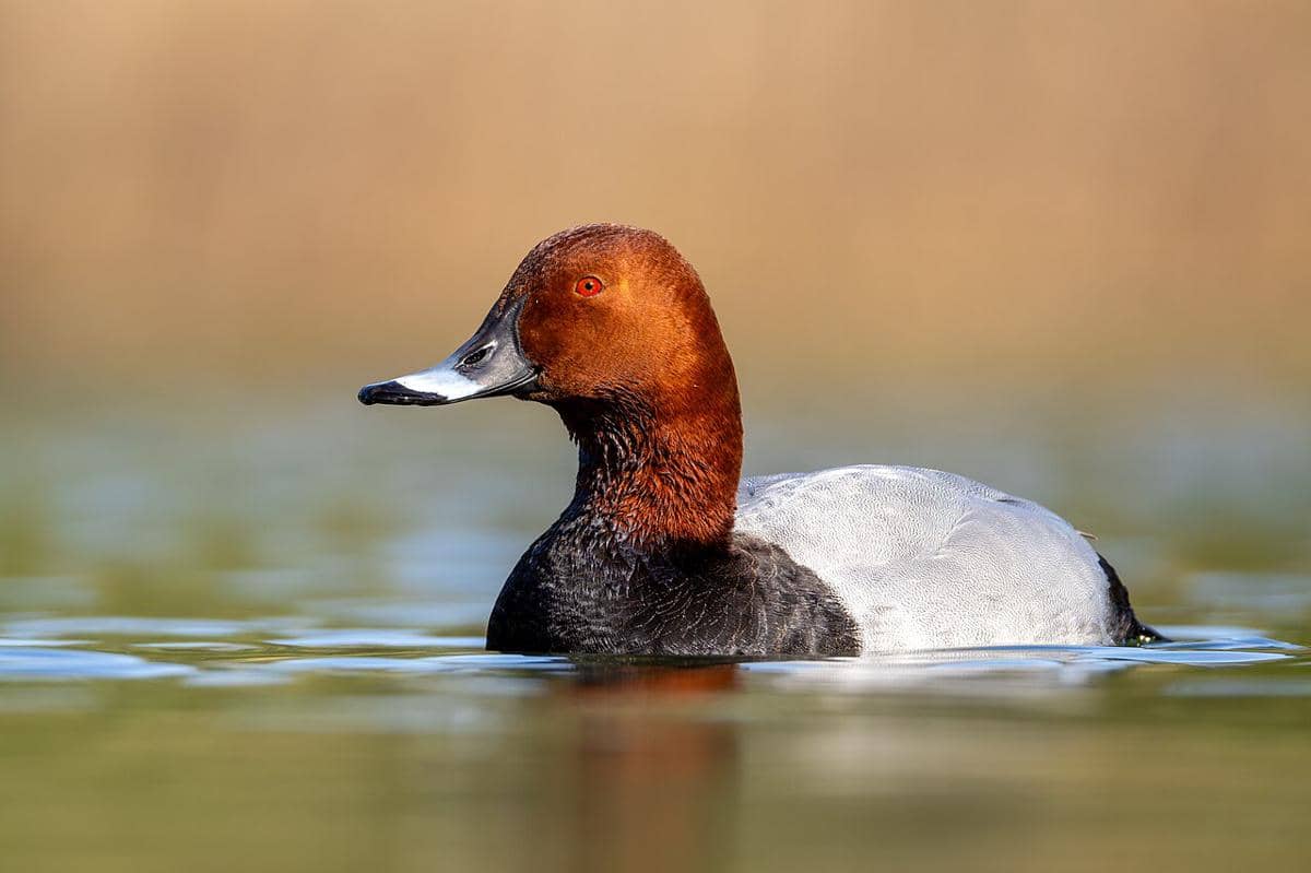 common pochard