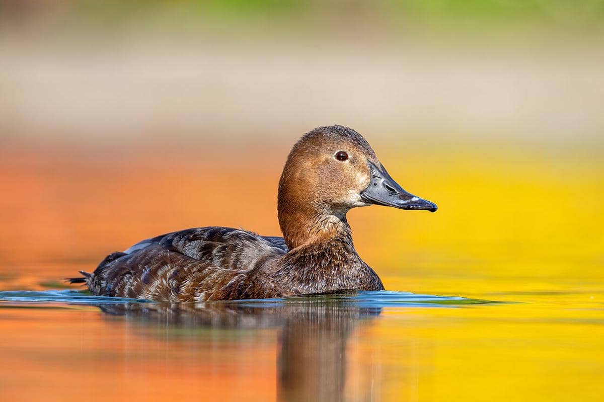 common pochard