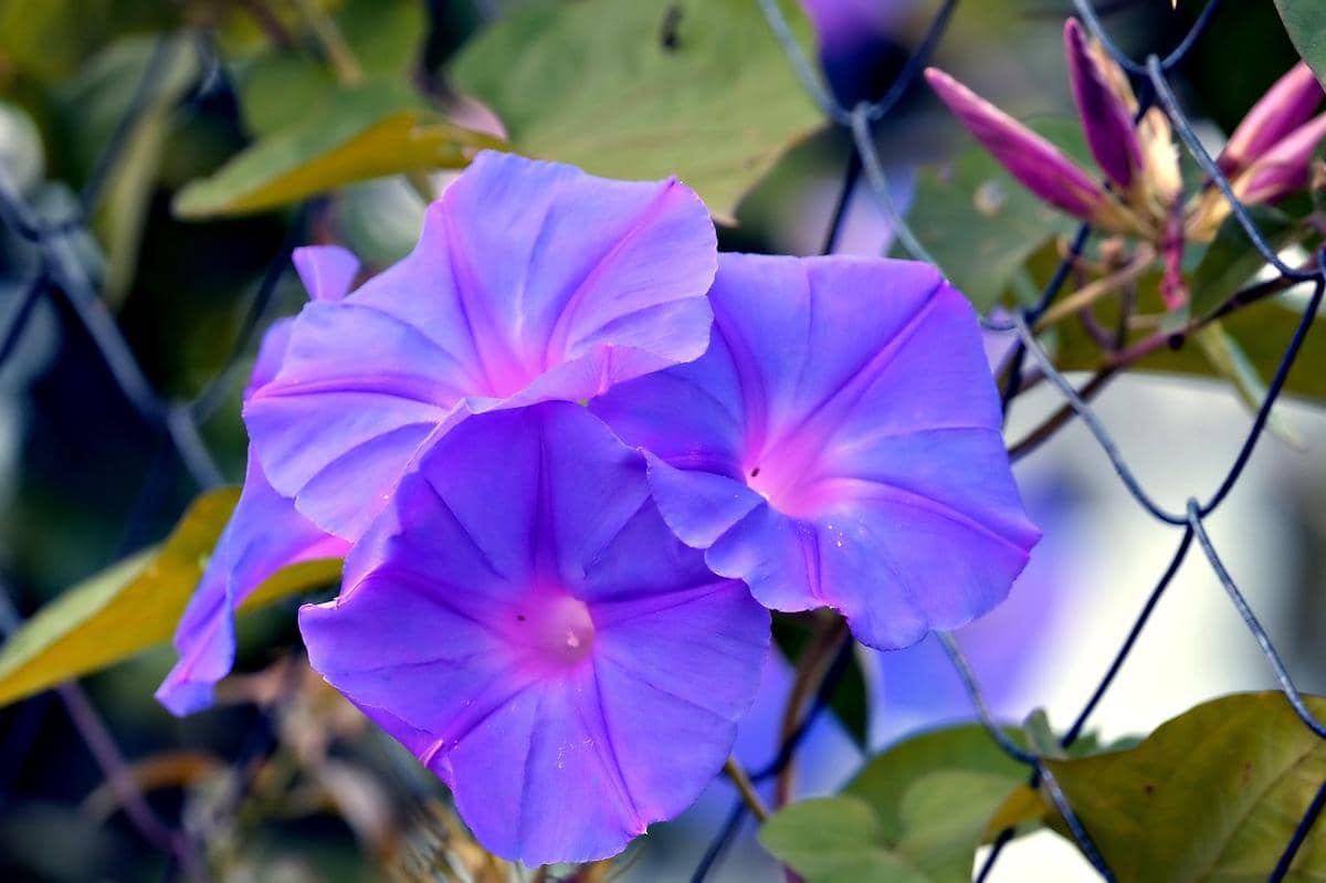ilustrasi morning glory
