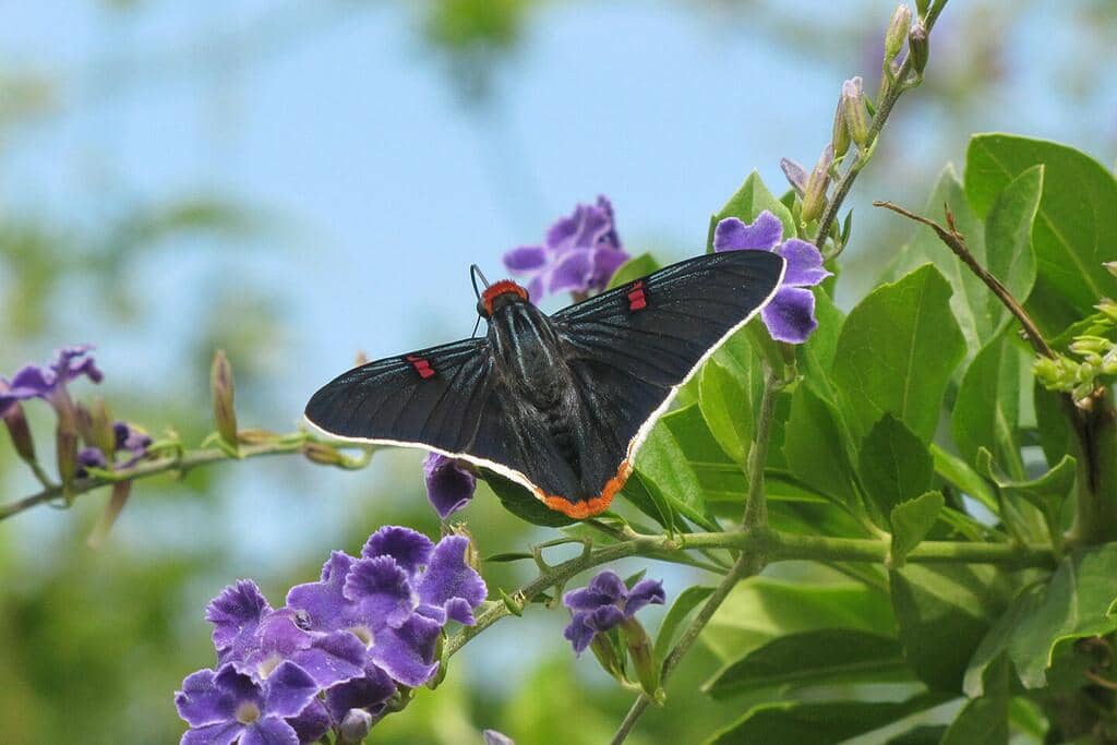 Kupu-Kupu Phocides polybius