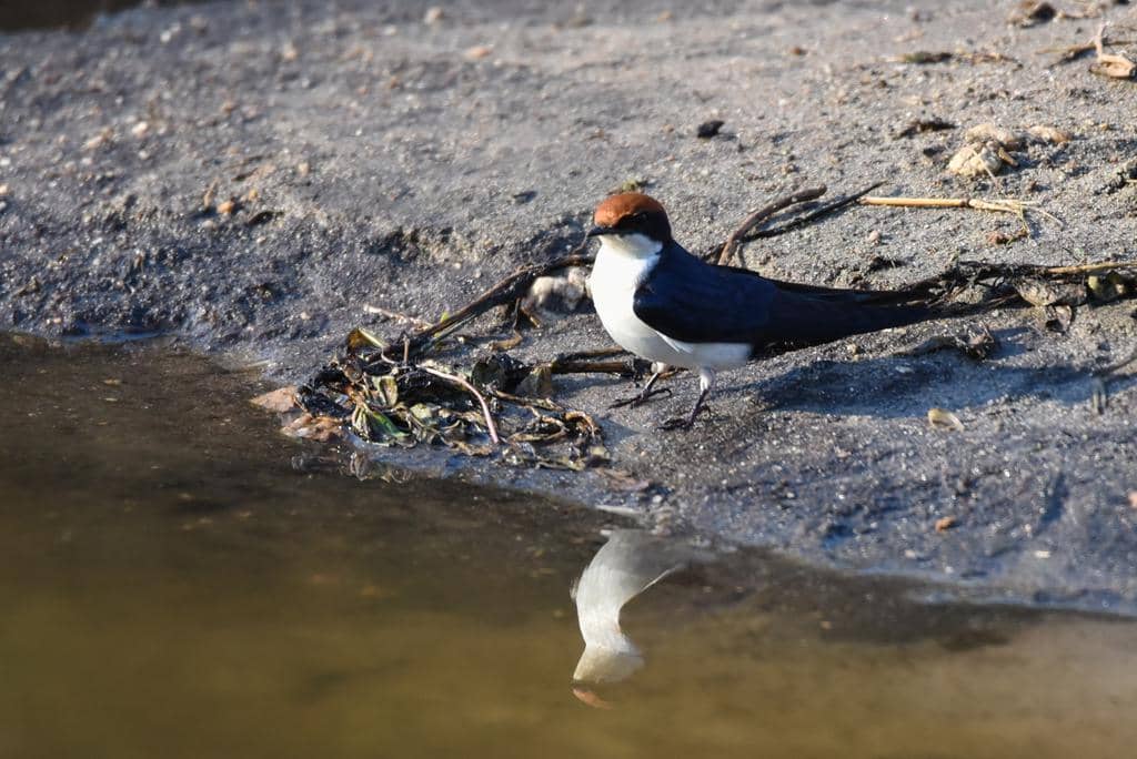 Burung Hirundo smithii