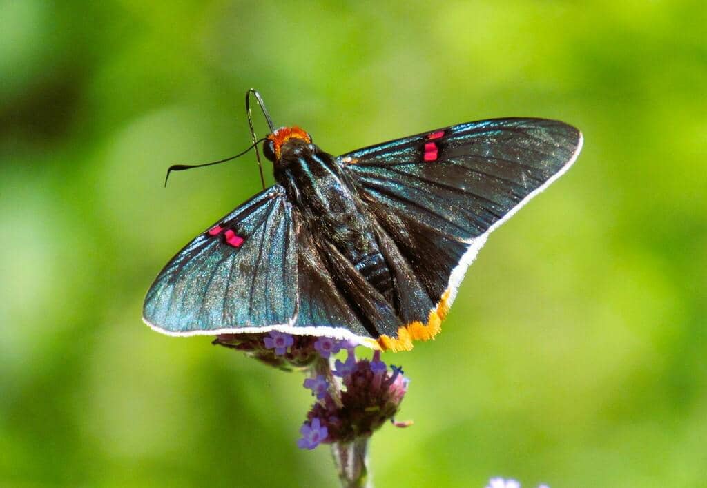 Kupu-Kupu Phocides polybius