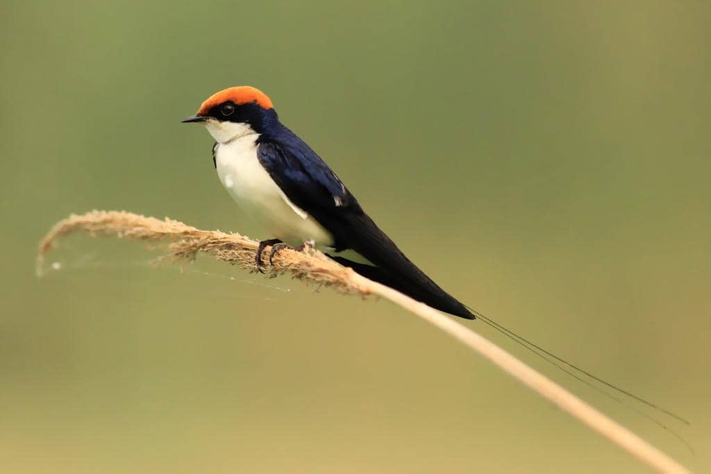 Burung Hirundo smithii