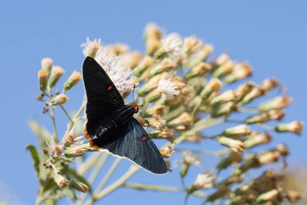 Kupu-Kupu Phocides polybius