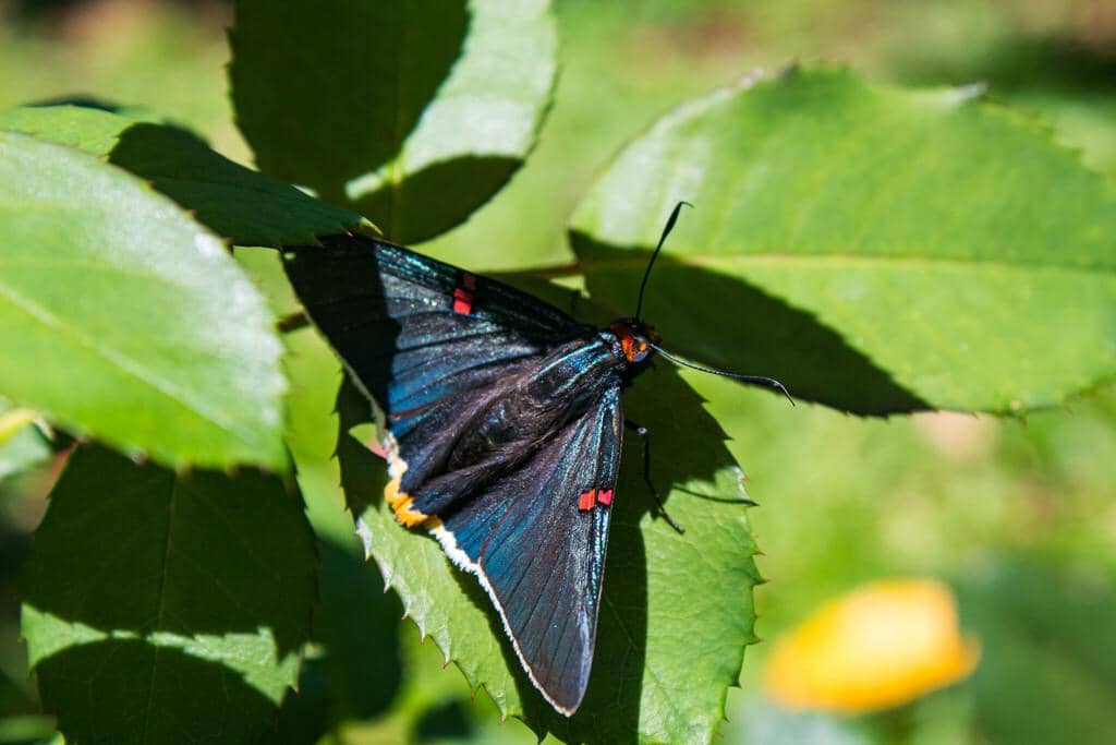 Kupu-Kupu Phocides polybius
